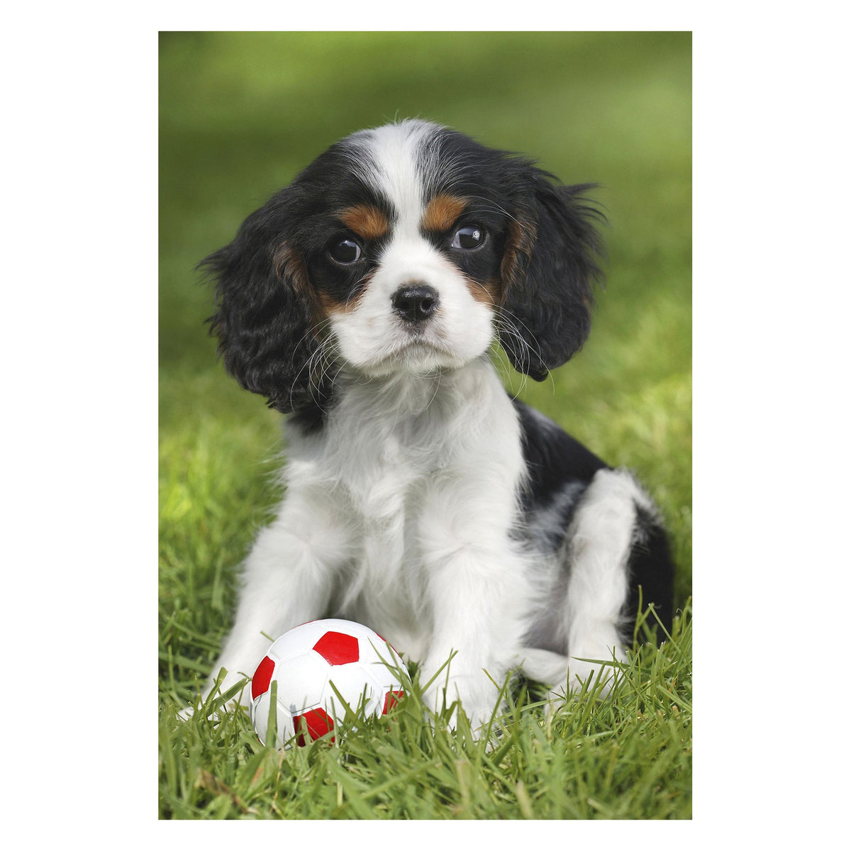 EAN 4001504563615 - Schmidt® Spiele 56361 puzzle Puzzle rompecabezas 48 pieza(s) Animales imagen 1