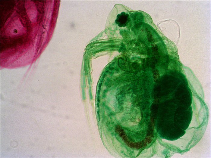 Levenhuk N18 Ng Preparatenset Vidrio Portaobjetos De Microscopio
