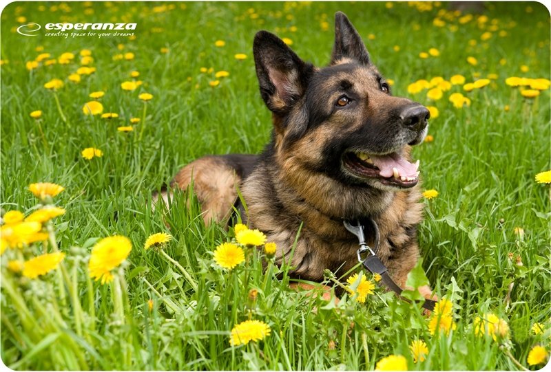 EAN 5901299901984 - Esperanza EA133 alfombrilla para ratón Multicolor imagen 5