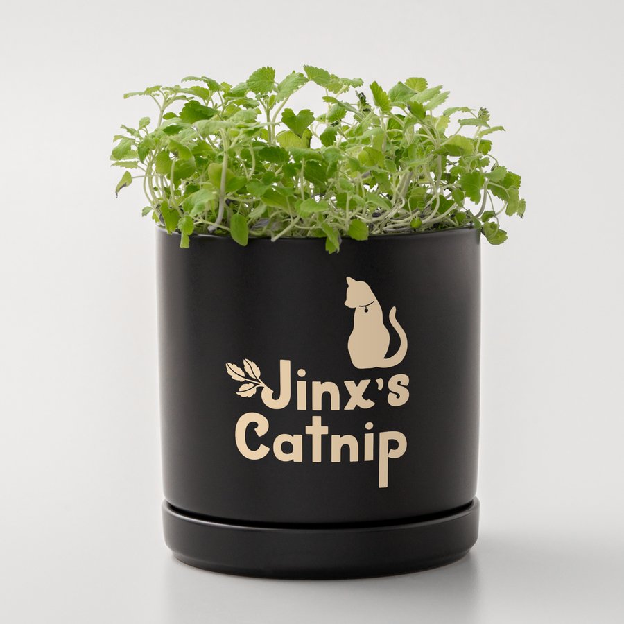 Cricut Joy Xtra Smart Vinyl Desmontable Negro, Oro, Blanco Mate