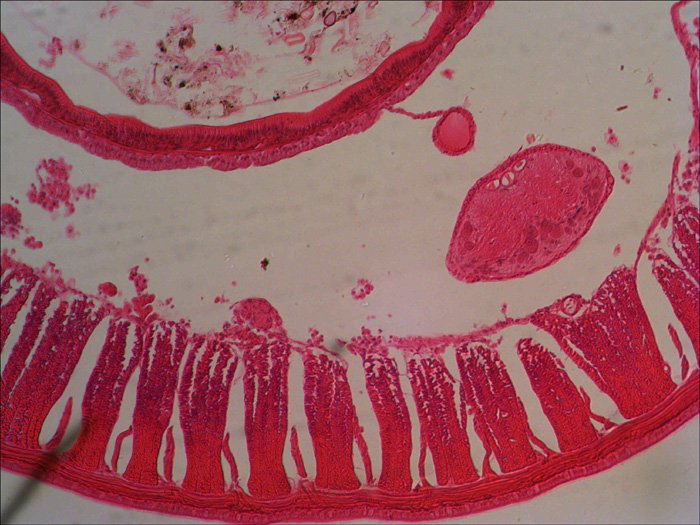 Levenhuk N38 Ng Vidrio Portaobjetos De Microscopio