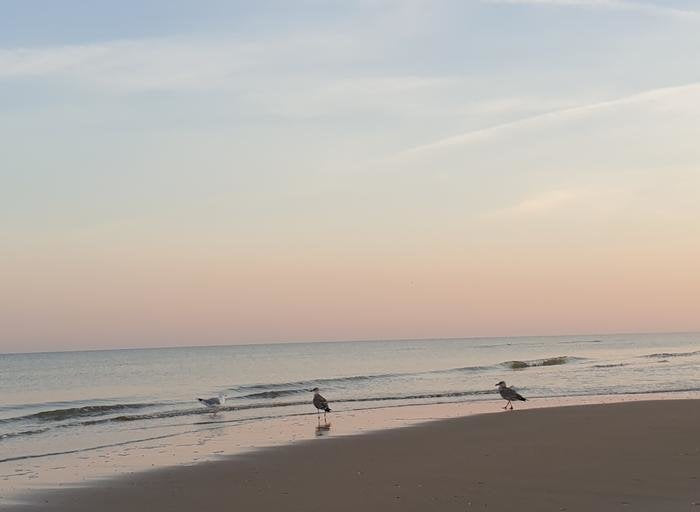 EAN 4005556224128 - Ravensburger 22412 puzzle Puzzle rompecabezas 1000 pieza(s) Animales imagen 2