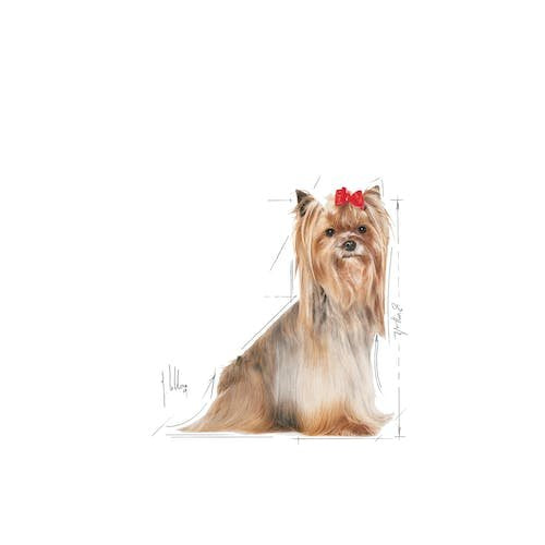 EAN 3182550908504 - Royal Canin Yorkshire Terrier 8+ 1,5 kg Adulto Maíz, Pescados, Aves, Arroz, Vegetal imagen 3