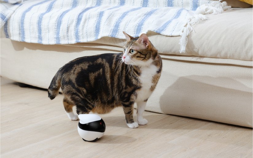 Robot Compañero Inteligente Enabot Ebo Se