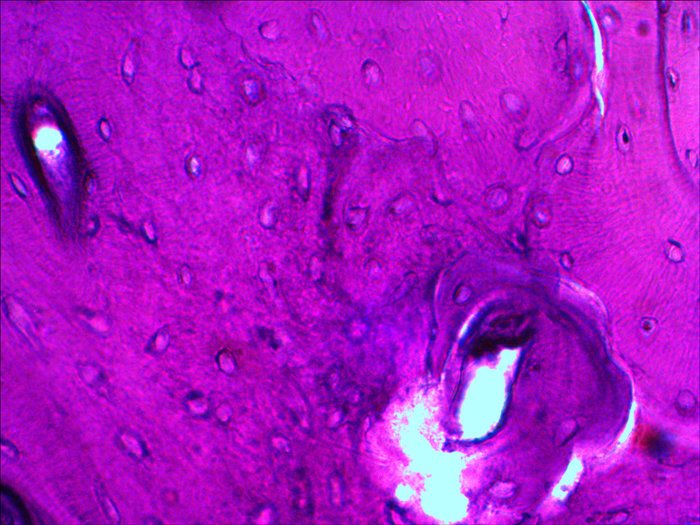 EAN 611901511078 - Levenhuk N20 NG Vidrio Portaobjetos de microscopio imagen 6
