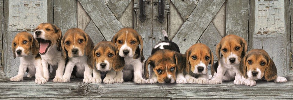 Puzzle Panorama Beagles High Quality 1000pzs