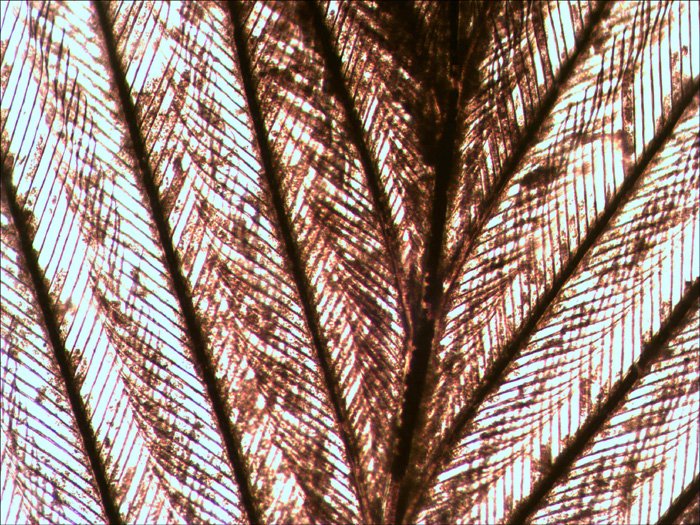 Levenhuk N10 Ng Vidrio Portaobjetos De Microscopio
