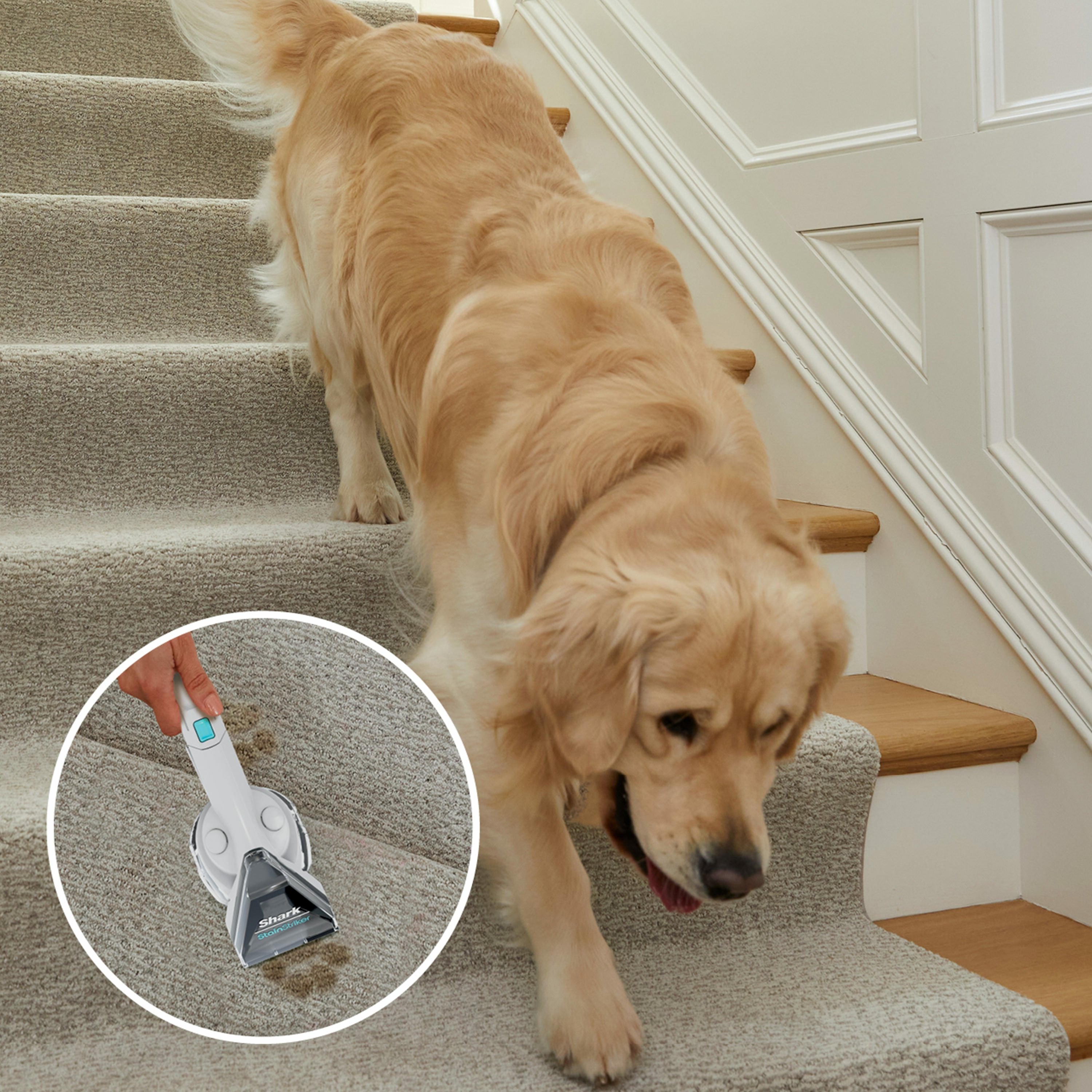 EAN 0622356294638 - Sharkclean PX200EUT máquina de limpieza de alfombras De mano Profundo / interina Blanco imagen 7