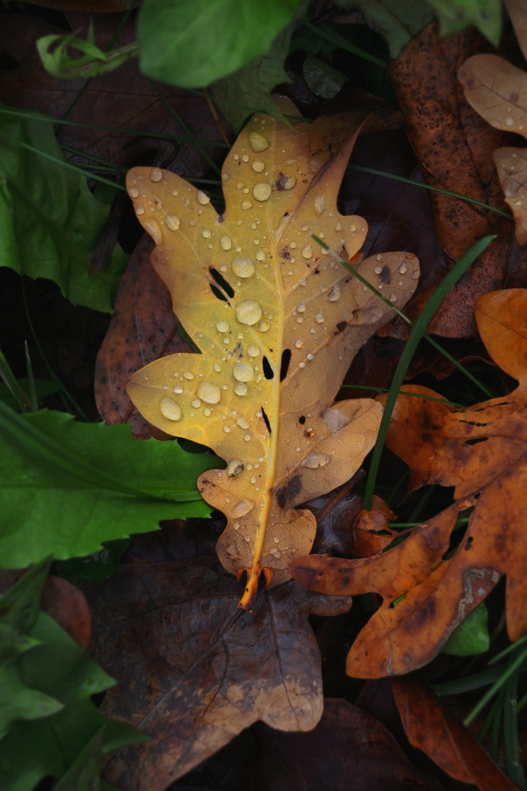 Canon Eos R50, Black + Rf-S 18-45 Is Stm + Rf-S 55-210mm F5-7.1 Is Stm Kit Milc 24,2 Mp Cmos 6000 X 4000 Pixeles Negro