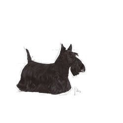 EAN 3182550893916 - Royal Canin Mini Dermacomfort 3 kg Adulto Ternera, Vegetal imagen 2
