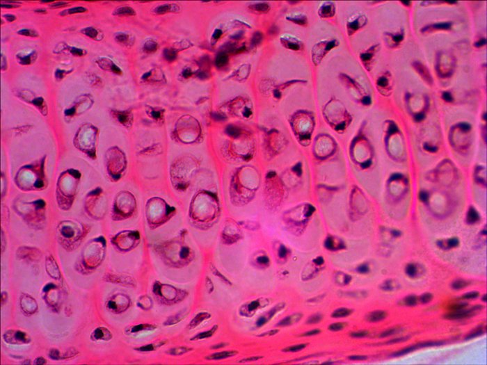 Levenhuk N20 Ng Vidrio Portaobjetos De Microscopio