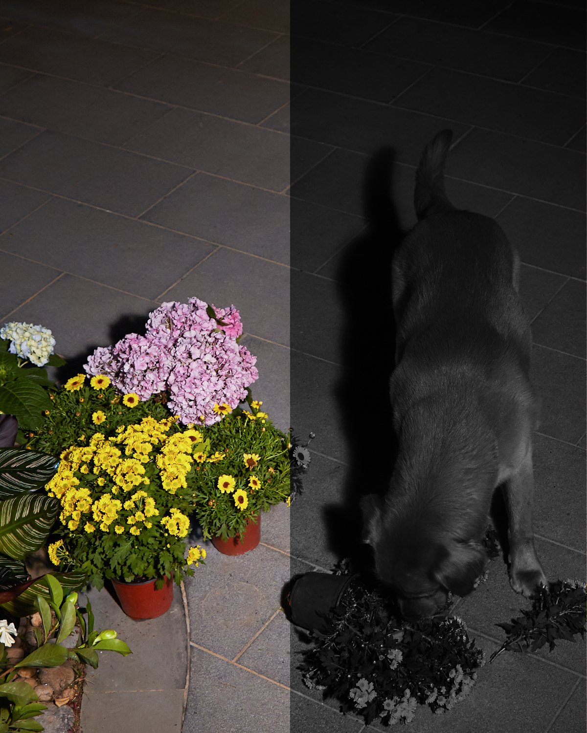 EAN 0194644052614 - Eufy Solocam S40 Caja Cámara de seguridad IP Interior y exterior 2048 x 1080 Pixeles Pared imagen 10