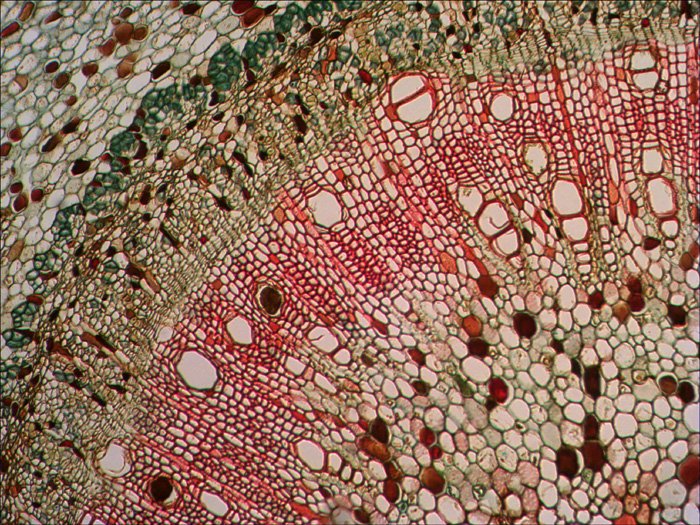 Levenhuk N38 Ng Vidrio Portaobjetos De Microscopio