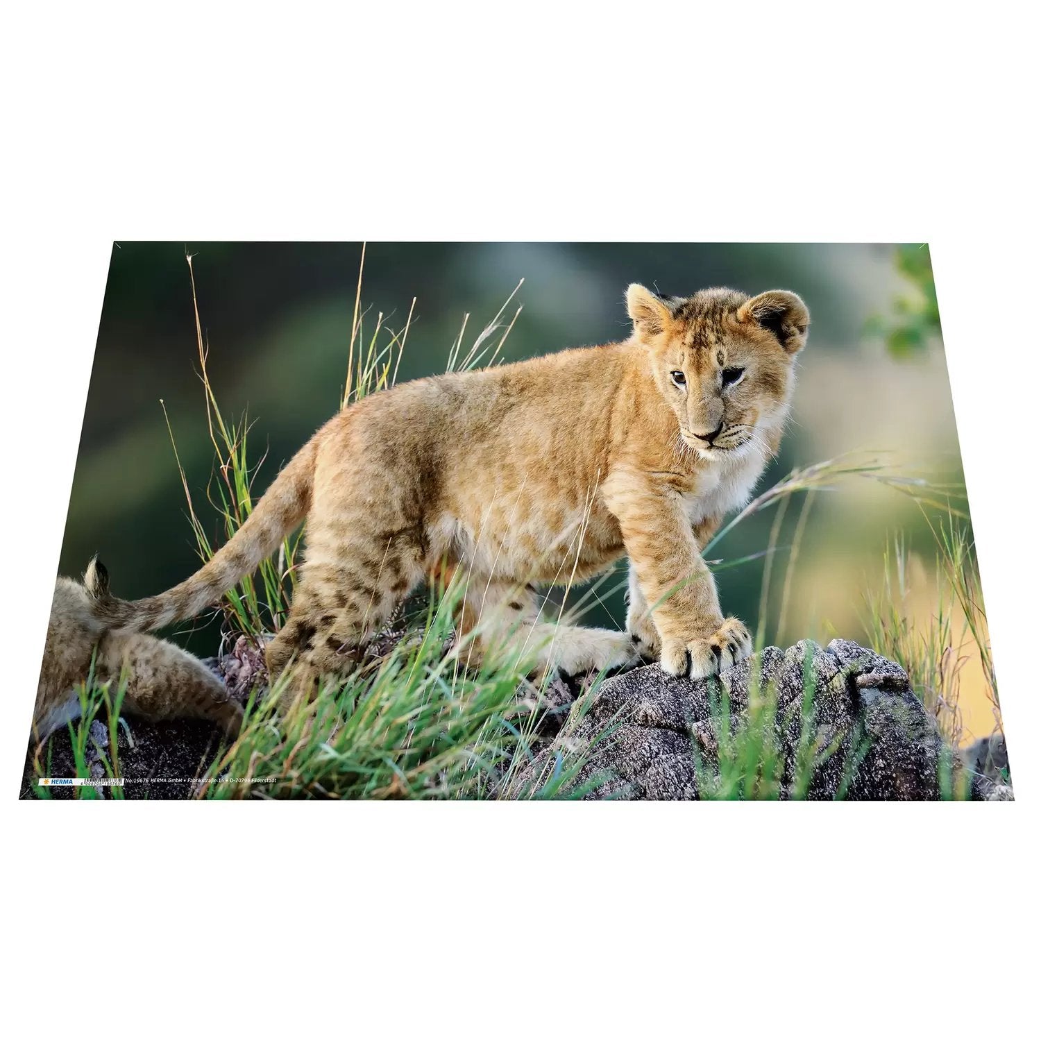 EAN 4008705936347 - HERMA Schreibunterlage Afrika Tiere protector de escritorio Cartón Multicolor imagen 5