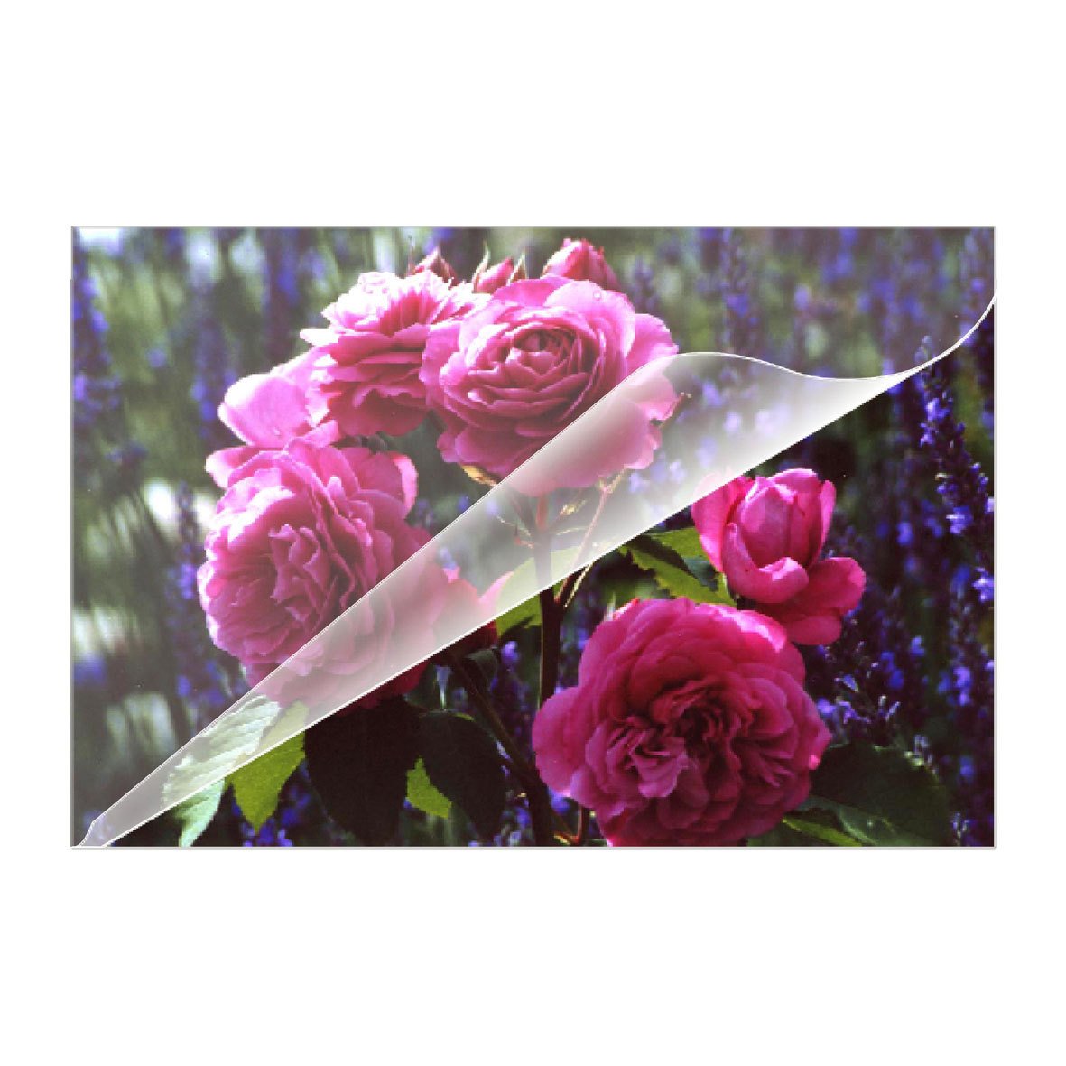 EAN 4030152091652 - Olympia 9165 plastificador 100 pieza(s) imagen 4