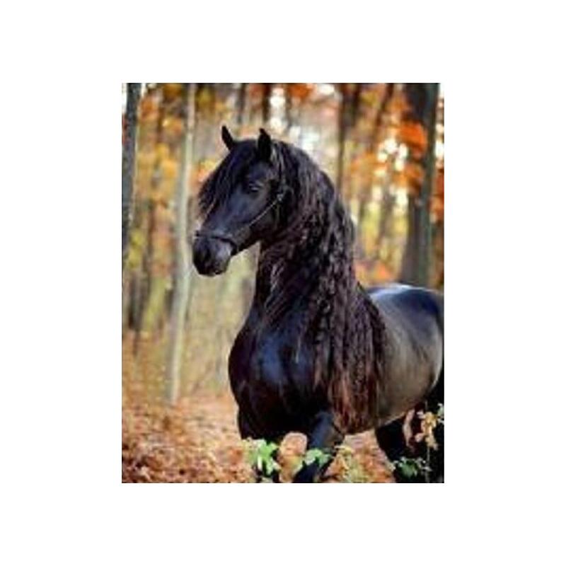 Diamentowa Mozaika - Negrokon