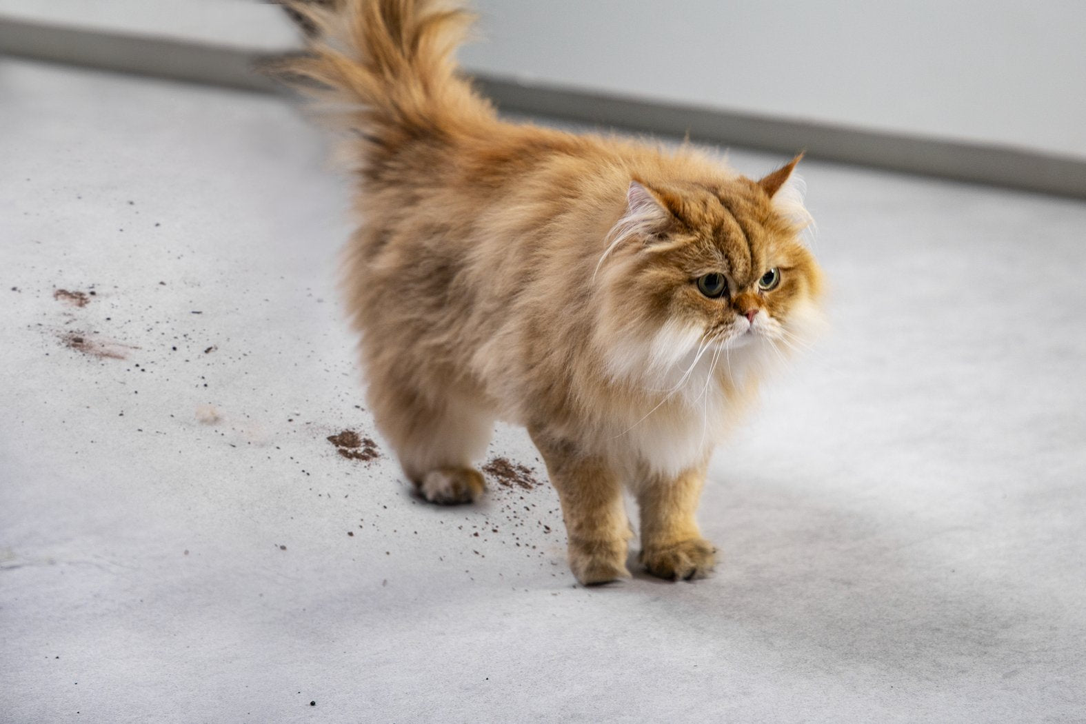 EAN 3221616130012 - Rowenta X-Clean 4 GZ5035WO aspiradora de pie y escoba eléctrica Aspiradora escoba Batería Seca y húmeda E imagen 15