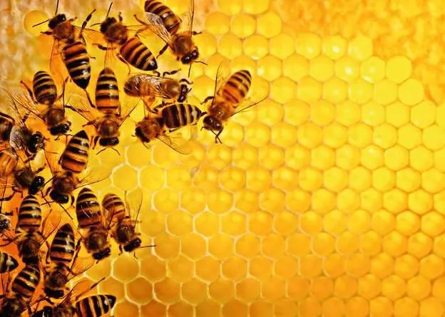 Ravensburger Puzzle Challenge Abejas 1000 Piezas 12000614
