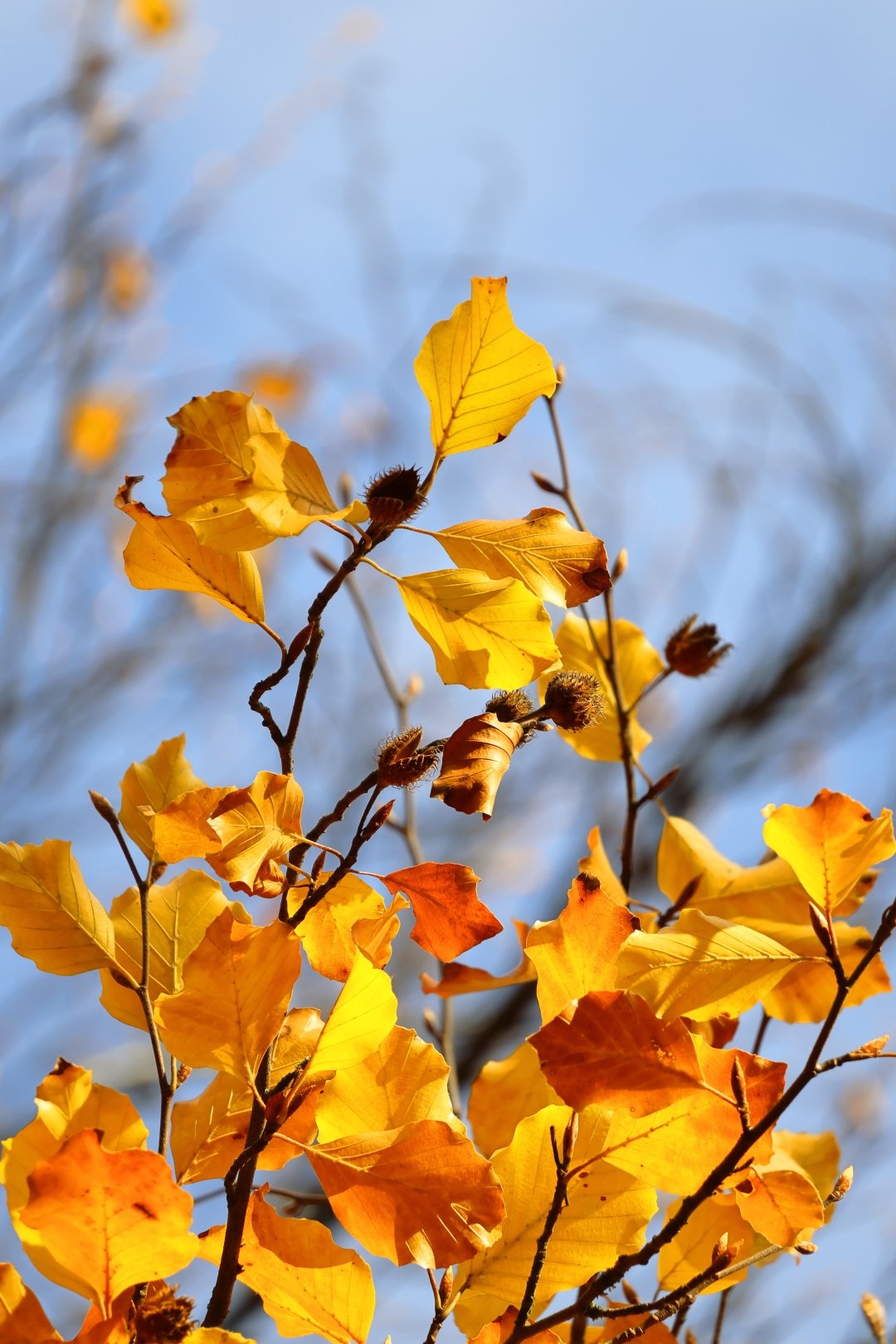 Canon Eos R50, Black + Rf-S 18-45 Is Stm + Rf-S 55-210mm F5-7.1 Is Stm Kit Milc 24,2 Mp Cmos 6000 X 4000 Pixeles Negro