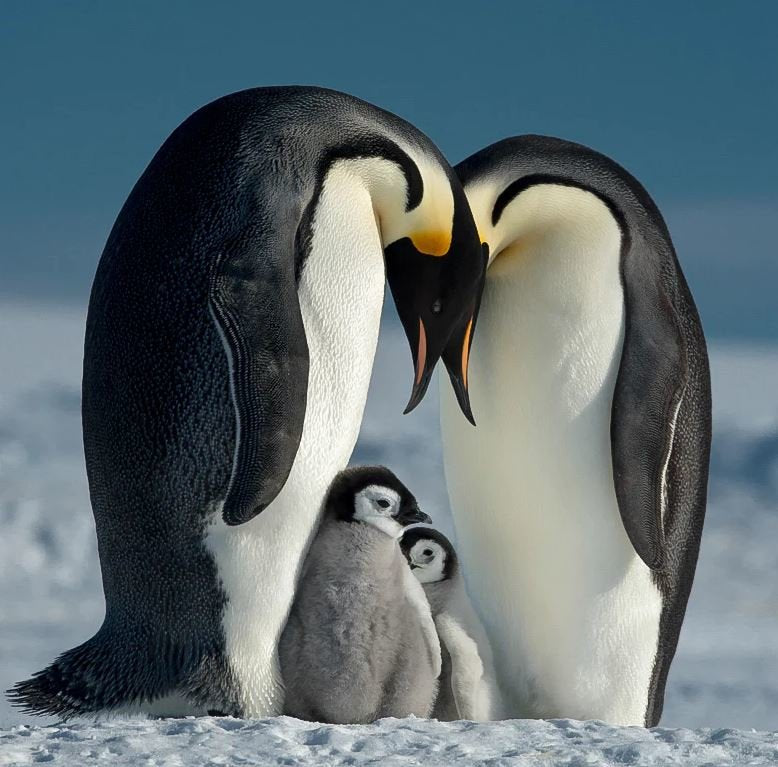 B+W T-Pro 007 Clear Mrc Nano 46mm