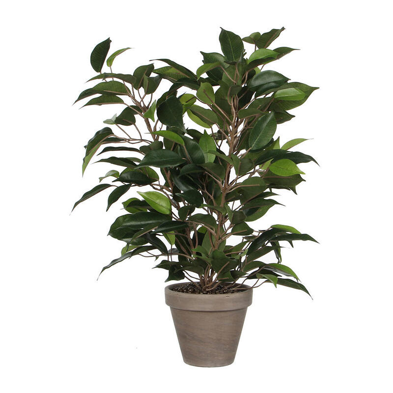 Ficus Natasja Con Maceta Ø11,5x40x30cm