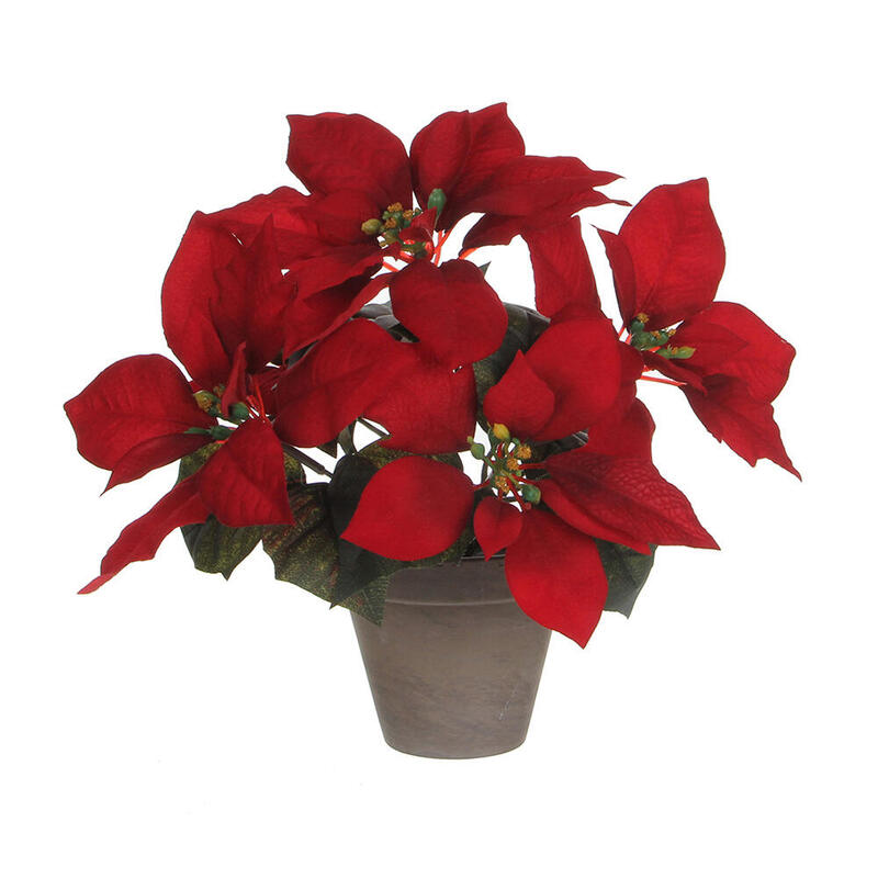 Planta Ponsettia Roja En Maceta Gris 27x35cm