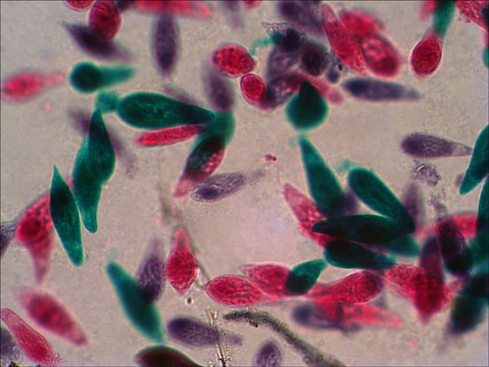 Levenhuk N38 Ng Vidrio Portaobjetos De Microscopio