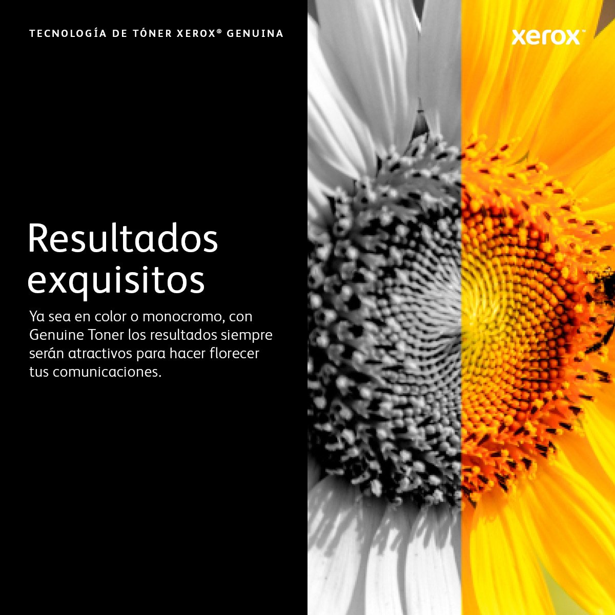 EAN 0095205507744 - Xerox 106R02740 cartucho de tóner 1 pieza(s) Original imagen 7