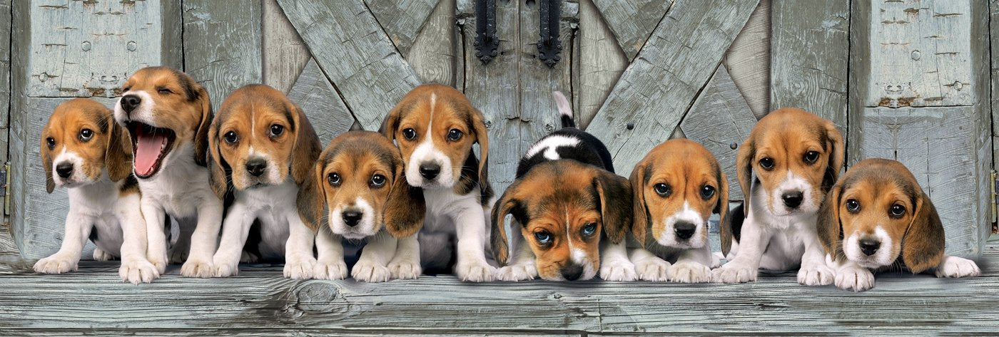 Puzzle 1000 El Panorama Hq  Beagles