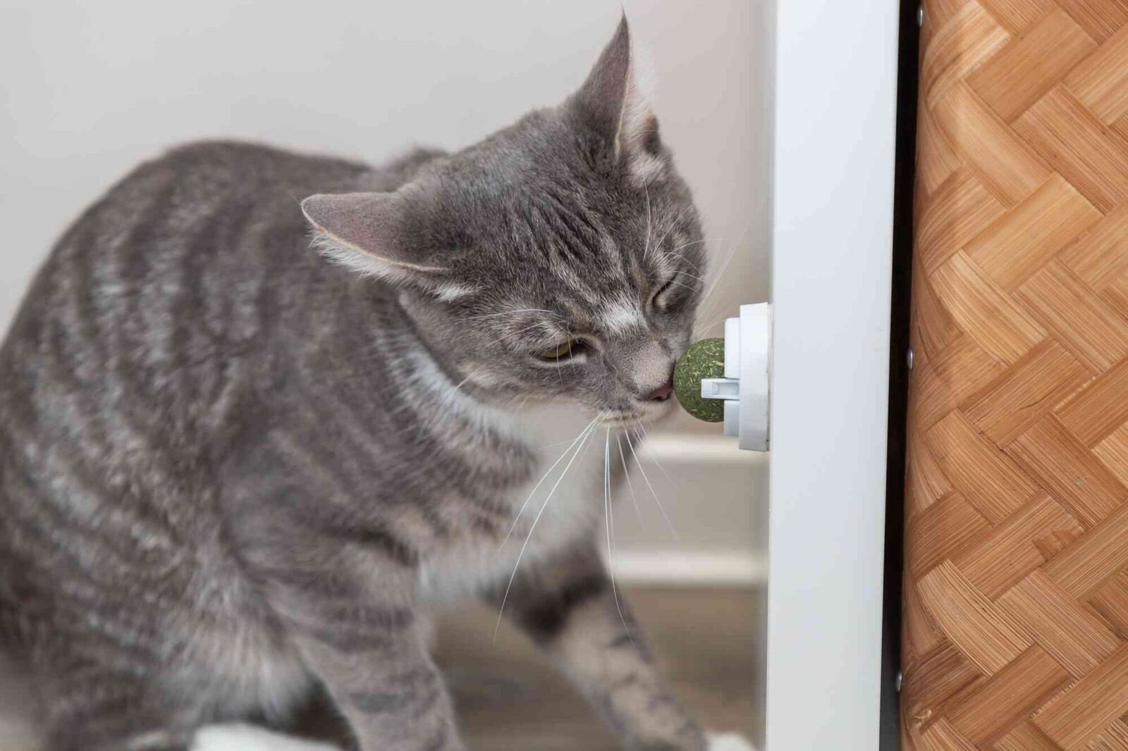 Juguete  Trixie Catnip Ball  Para Gato