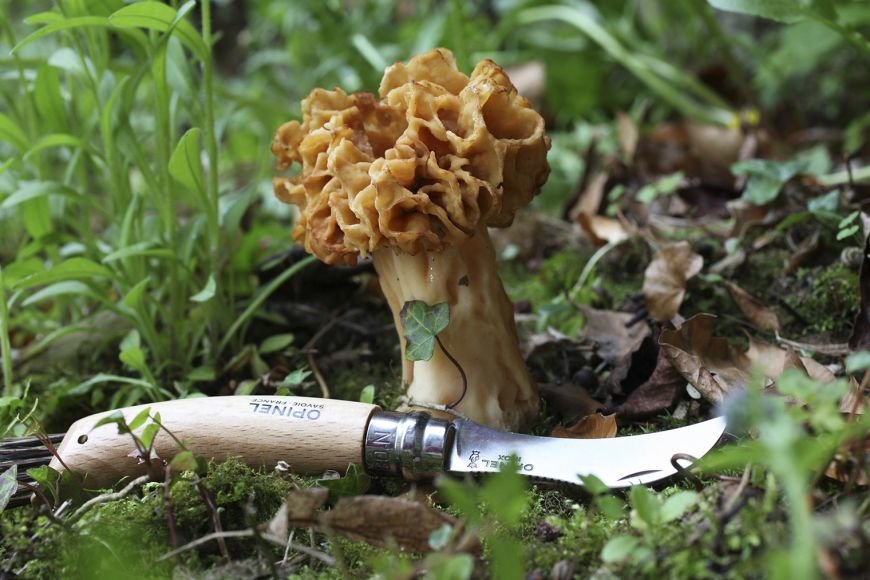 Opinel Cuchillo Para Champiñones Nº8 Con Cepillo Para Eliminar Tierra, Mango De Madera Natural De Haya Barnizada, Hoja Delgada Con Curva Dentada