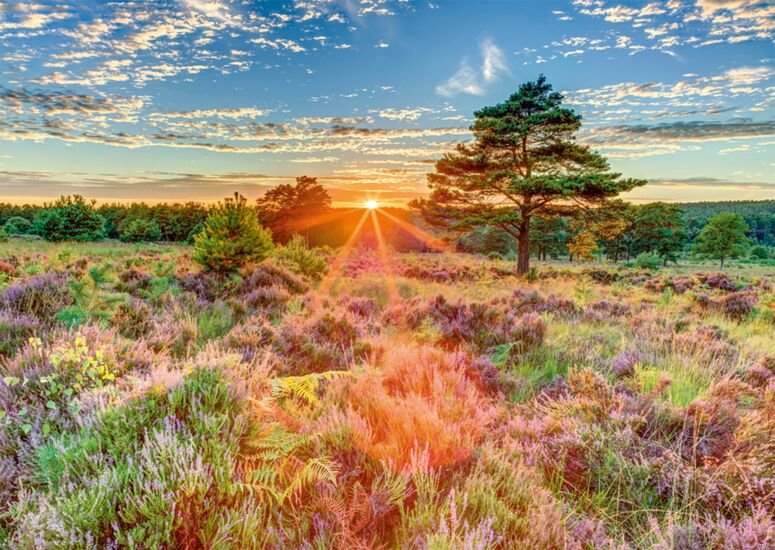 Puzzle Schmidt Games Heath En El Atardecer 59768 (1000 Piezas)
