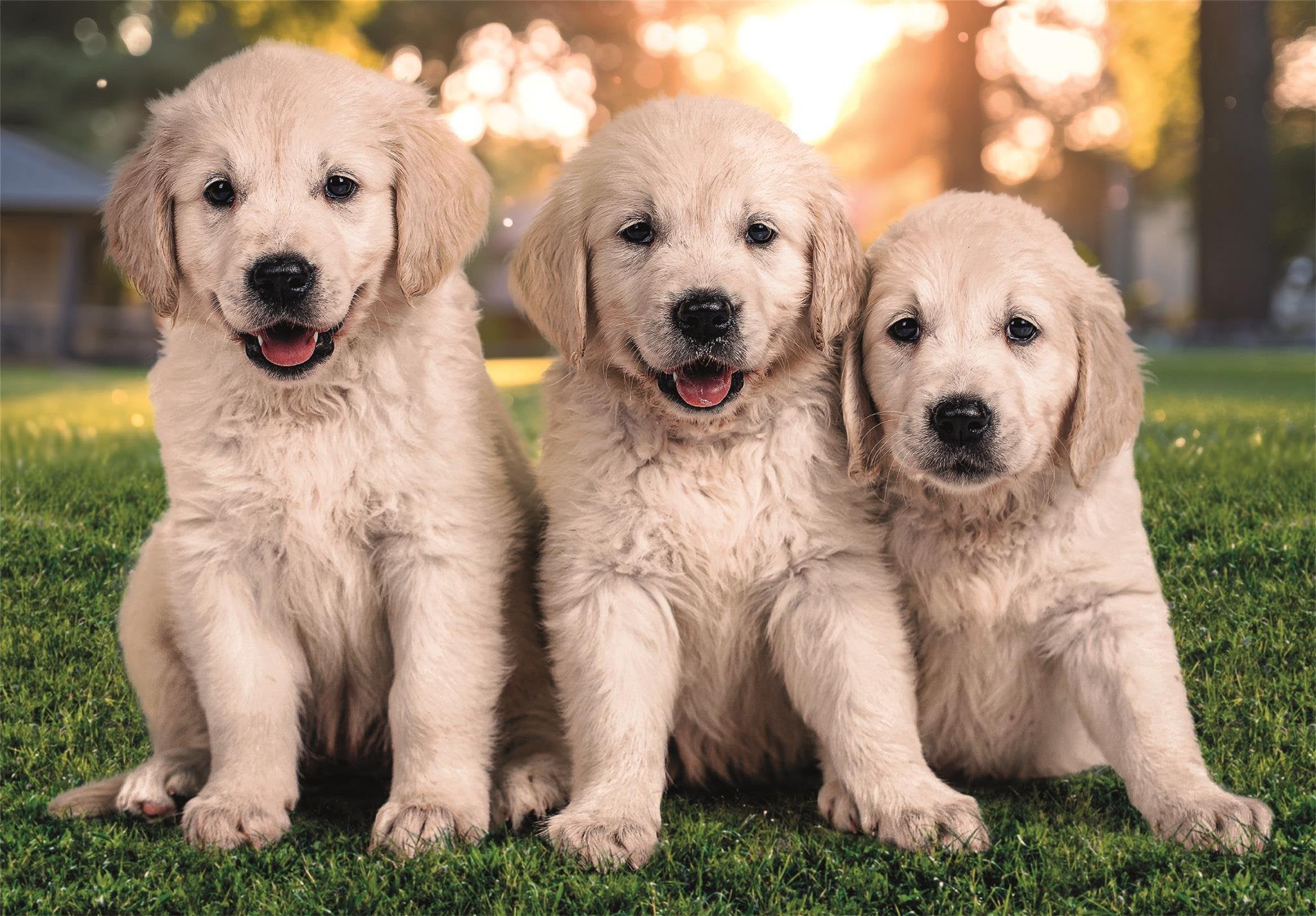 EAN 8005125248209 - Clementoni 24820 puzzle imagen 3