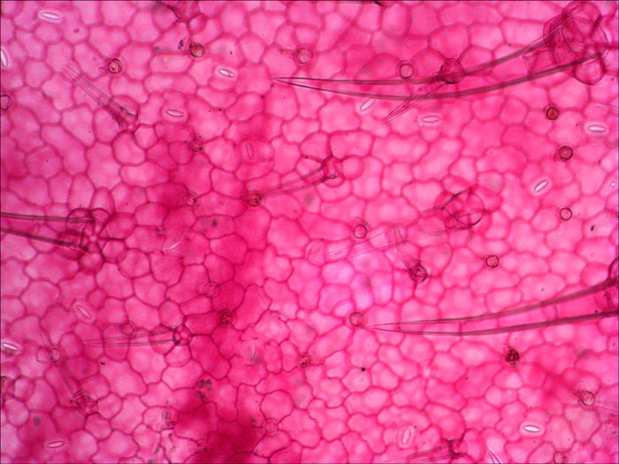 Levenhuk N18 Ng Preparatenset Vidrio Portaobjetos De Microscopio