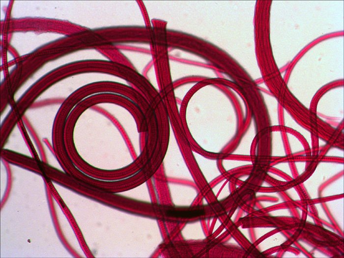 Levenhuk N10 Ng Vidrio Portaobjetos De Microscopio