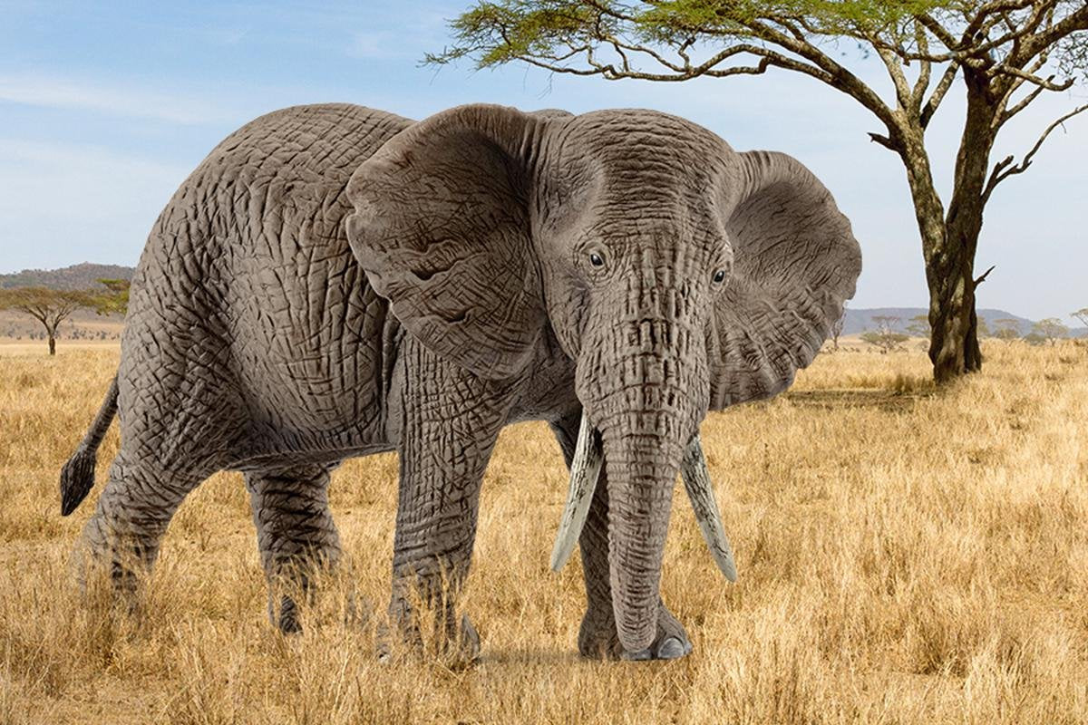 Figura  Schleich Wild Life Elefante Africano Vaca De Juguete 14761