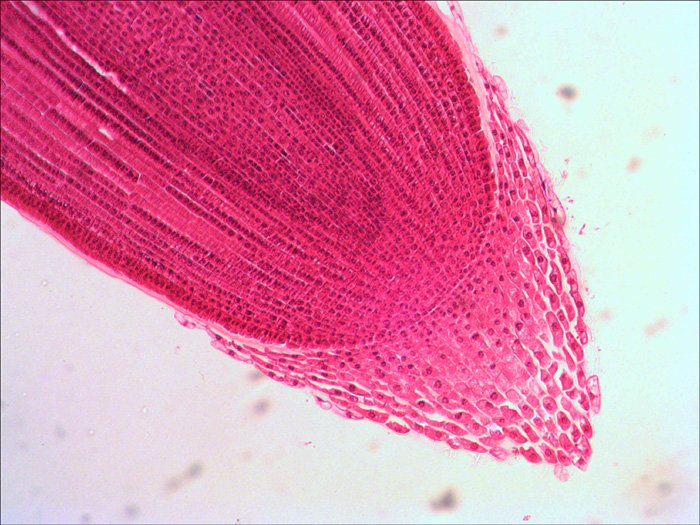 Levenhuk N18 Ng Preparatenset Vidrio Portaobjetos De Microscopio
