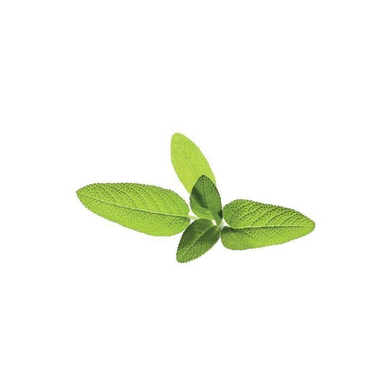 Click & Grow Smart Garden Refill Sage 3pcs