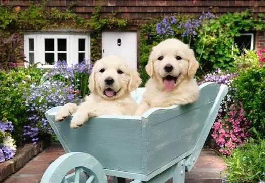EAN 4005555013686 - Ravensburger 12001368 Puzzle rompecabezas 200 pieza(s) Animales imagen 2