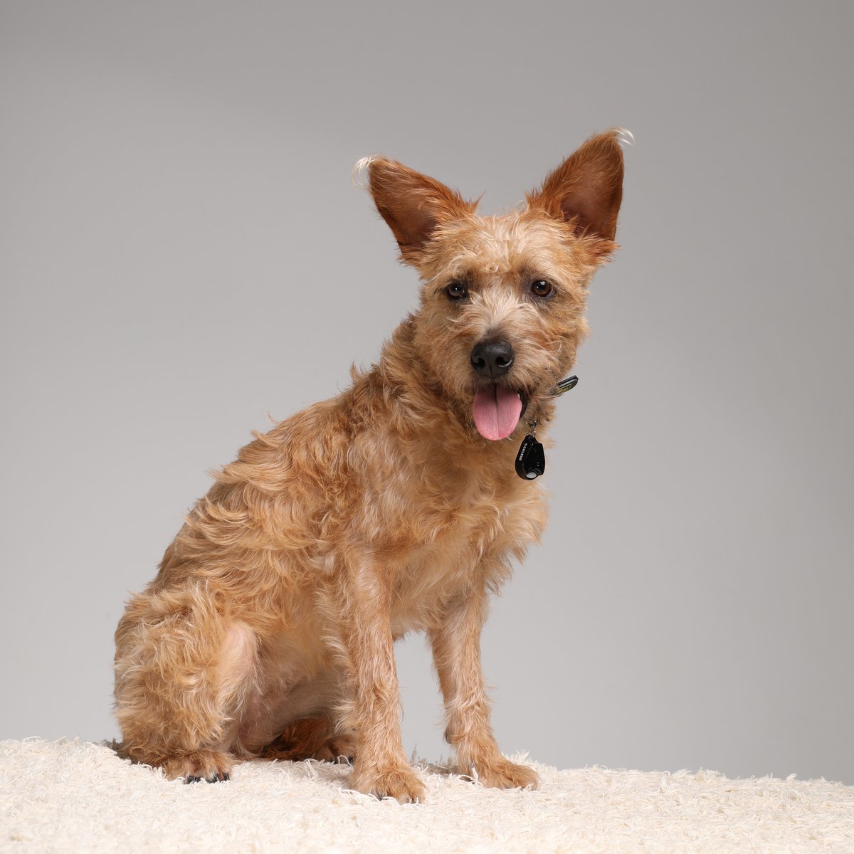 EAN 5999566451034 - Tickless PET Gato / Perro imagen 5
