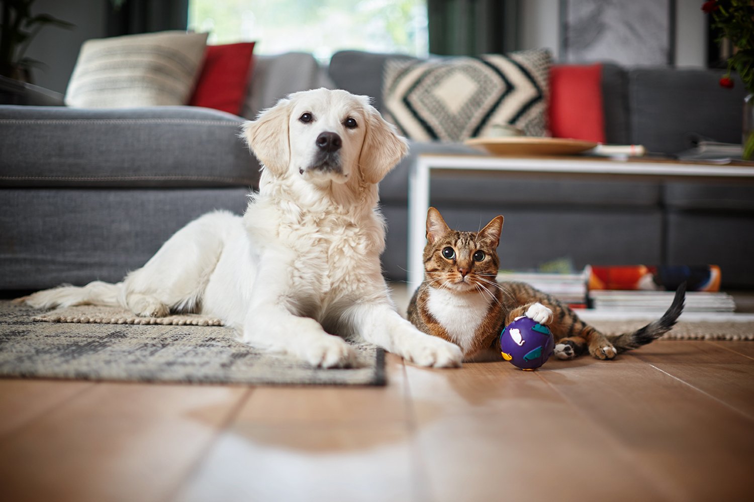 EAN 8720389015519 - Philips PowerPro Expert FC9747/09 aspiradora 2 L Aspiradora cilíndrica Secar 900 W imagen 14