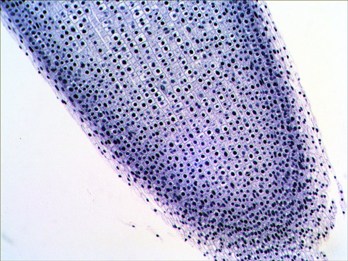 Levenhuk N38 Ng Vidrio Portaobjetos De Microscopio