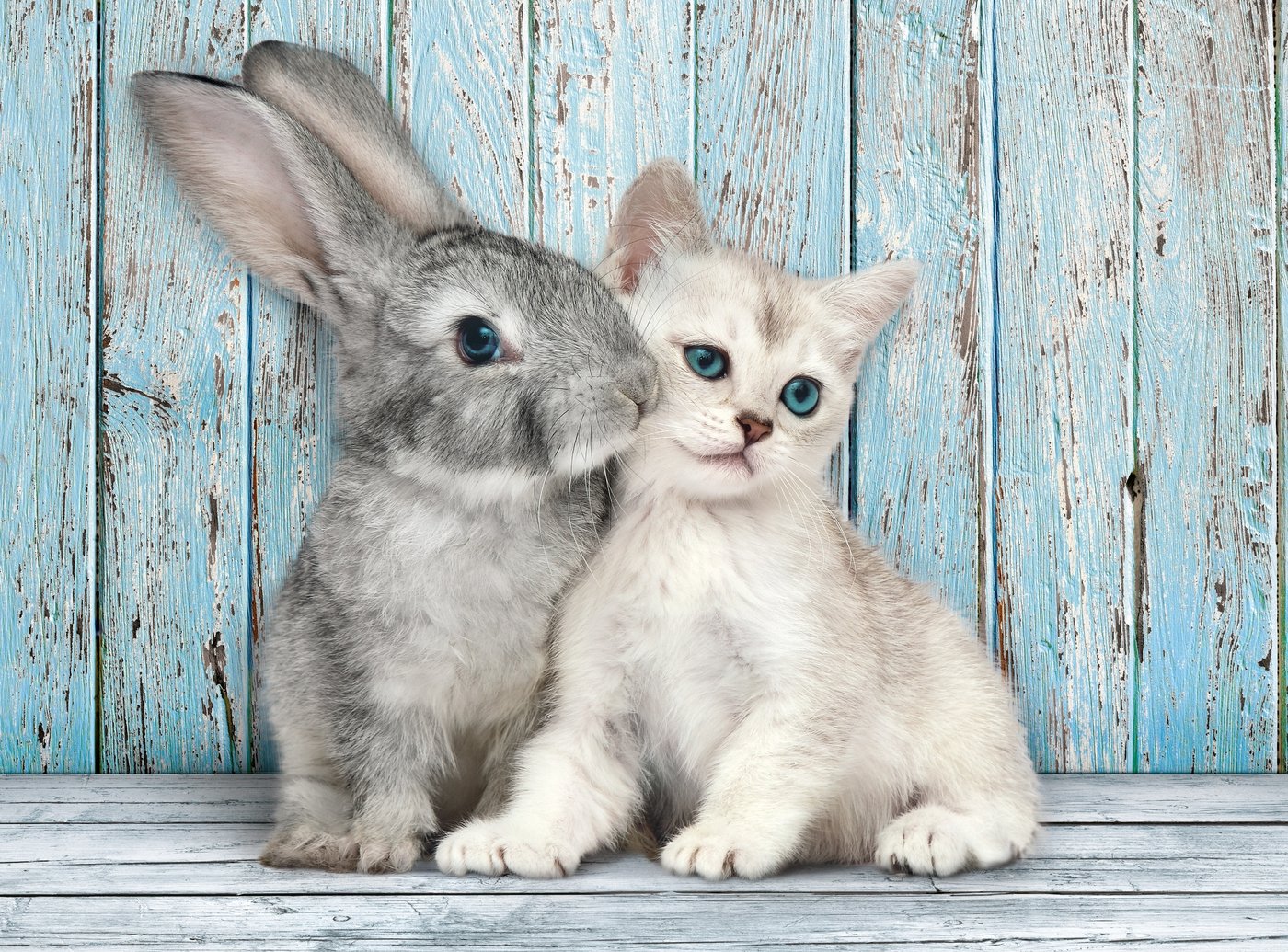 Puzzle Gato Y Conejo 500pzs