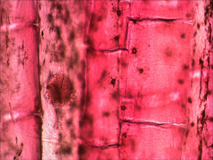 Levenhuk N10 Ng Vidrio Portaobjetos De Microscopio